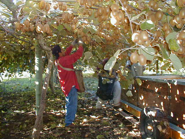 picking fruit