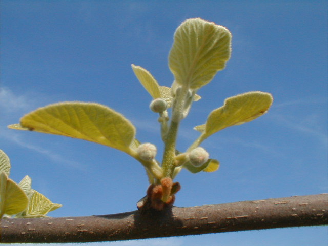 spring bud