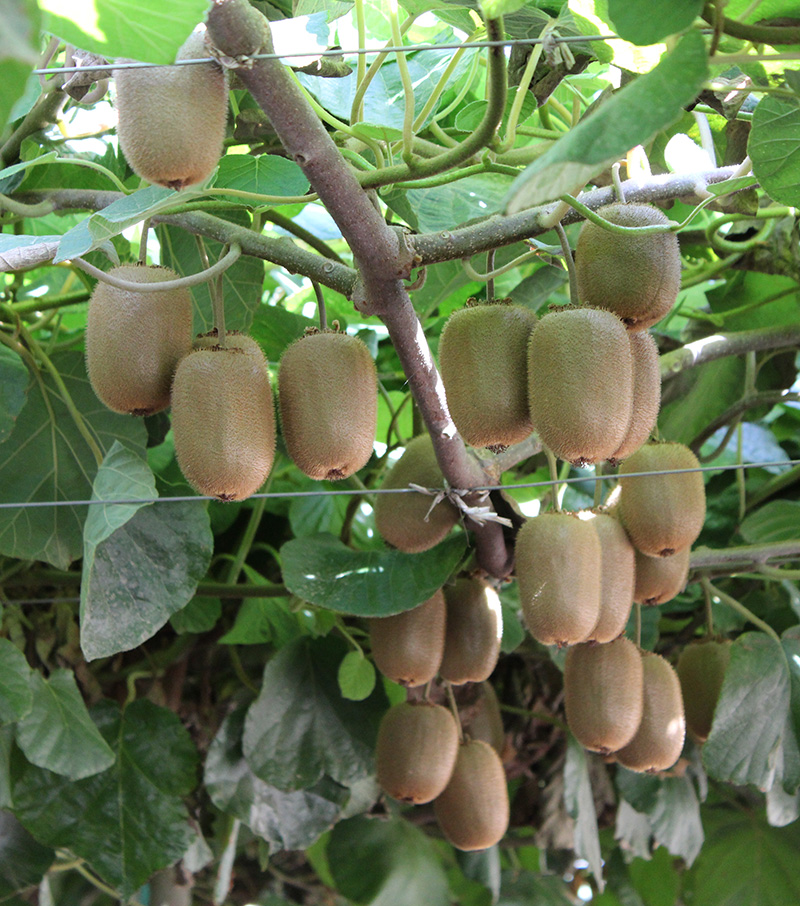 fruit on branch