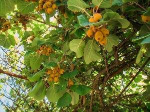kiwis growing