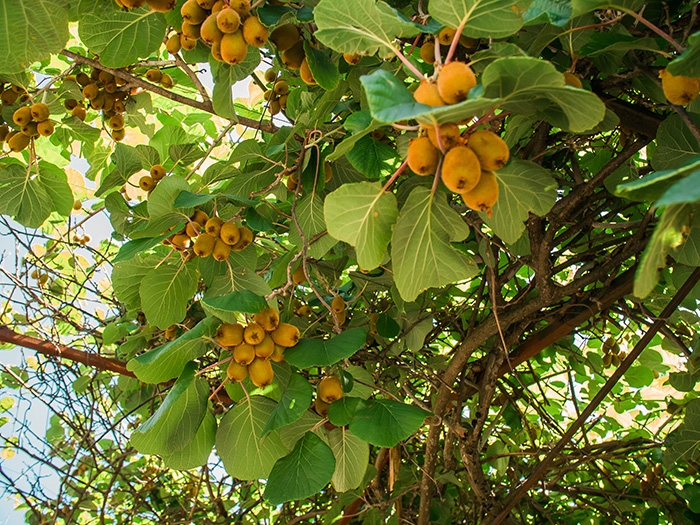 kiwis growing