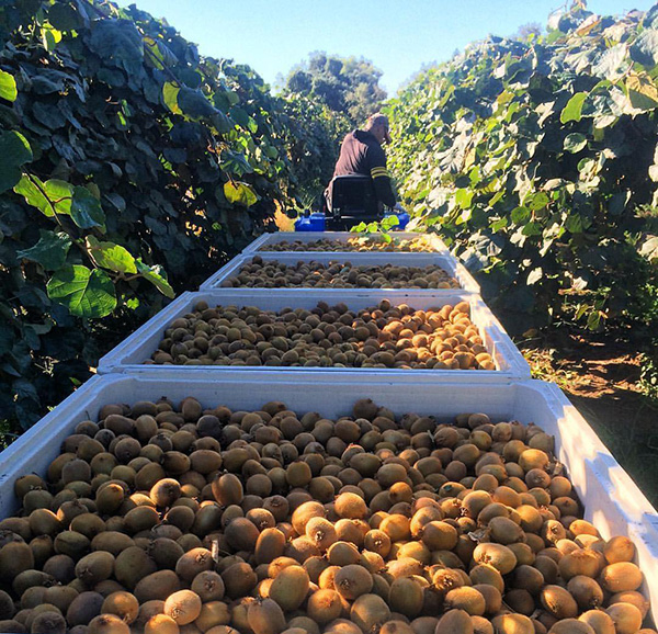 kiwi hauling