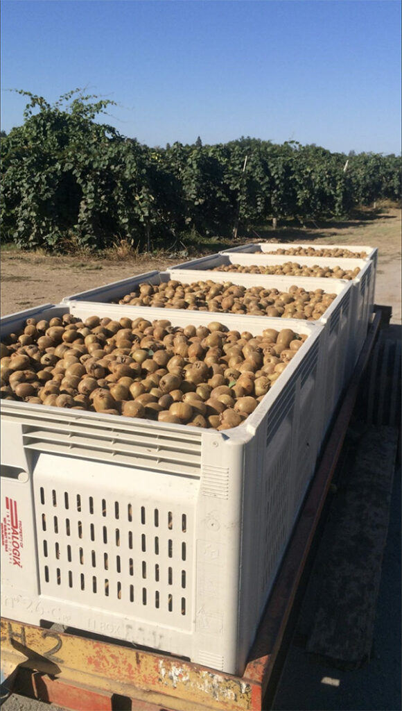 kiwis outside